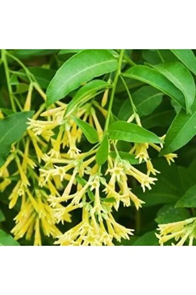 YEŞİLİMARKET Melisa Çiçeği Kokulu Parfüm Çiçeği Bitkisi Saksıda {cestrum Nocturnum}