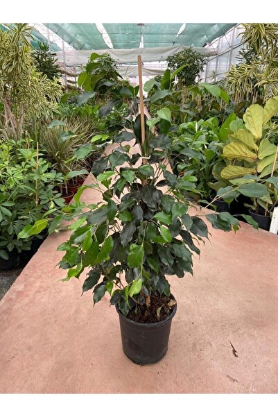 Taha Çiçekcilik Ficus Benjamin Salon Bitkisi 60-100cm