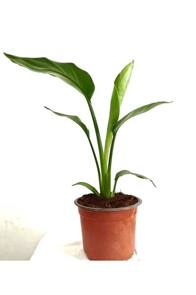 Mery Flowers Starliçe Cennet Kuşu Çiçeği - Strelitzia Canlı Salon Bitkisi 20-...