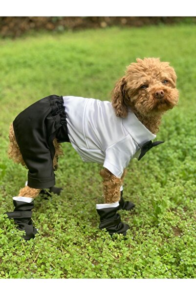Genel Markalar Köpek Kedi Smokin Damatlık Gömlek Papyon Pantolon Ayakkabı Takım Kombin