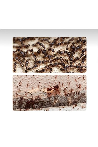 UCF Ziraat Kokulu Karınca Bit Pire Haşere Tozu 900gr