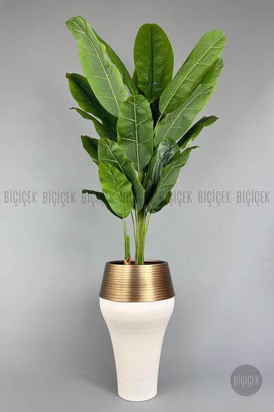 BİÇİÇEK 220cm Starliçe Bitkisi Cleopatra saksıda krem gold