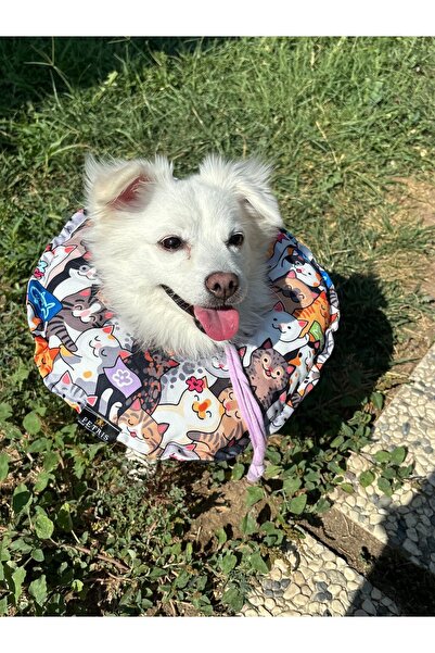 Petris Kedi Ve Köpek Boyunluk-Elizabeth Yakalık Operasyon Boyunluk-kedi Boyun...