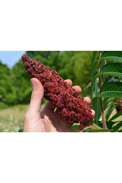ÇİFTÇİDEN ORGANİK MARKET Bıofresh Organıcs 1.kalite Atalık Tohum Saf Yerli Sumak 500 gr