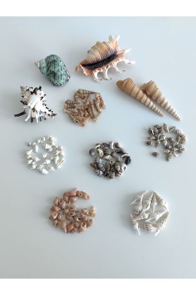 Seashell Rio Deniz Kabukları Koleksiyonu - Minik ve Büyük Deniz Kabukları Seti