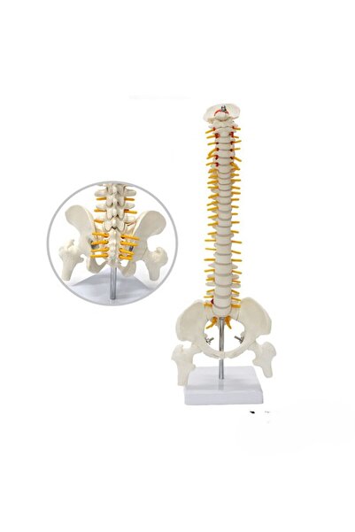 Genel Markalar [ Model 13 ] – Tam Boy Femur Eklemli Omurga İskeleti