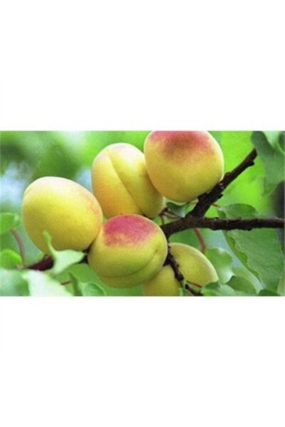 Alata Fidan Açık Kök Aşılı Şekerpare Kayısı Fidanı