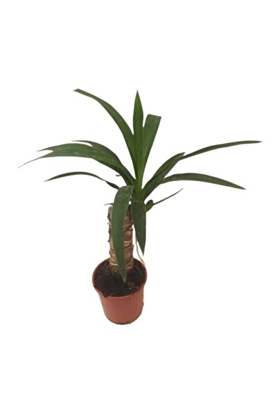 Single Yucca 40 Cm