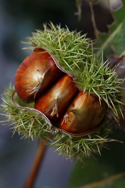 doğaşık "2 Yaşında Kestane Ağacı (Castanea sativa) Fidanı - Bahçeniz İçin Lezzetli ve Dayanıklı"