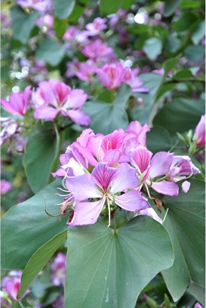 doğaşık "5 Adet Orkide Ağacı (Bauhinia variegata) Tohumu - Egzotik ve Renkli ...