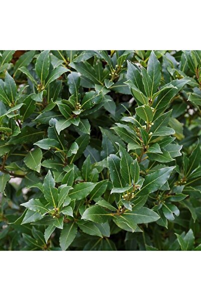 doğaşık "10 Adet Defne Ağacı Fidanı - Taze Yapraklı Laurus Nobilis Fidanları