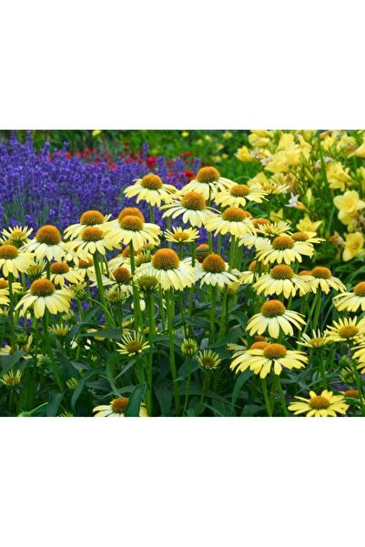 doğaşık 50 Adet Sarı Ekinezya Tohumu - Göz Alıcı ve Sağlıklı Çiçekler -  Organik Tohumlar