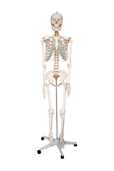 Temel Büyük İskelet Modeli 160 Cm