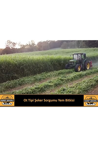 EŞREF ŞEKERLİ Ot Tipi Şeker Sorgumu Tohumu 5 Kg