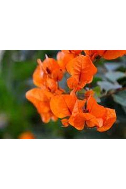 Genel Markalar Tüplü Kavuniçi Begonvil Çiçeği Fidanı