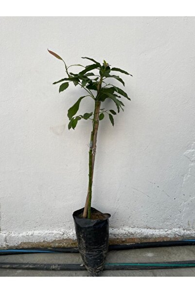 Genel Markalar Aşılı Tüplü Bacon Avokado Yaş 2 Boy 60-90cm