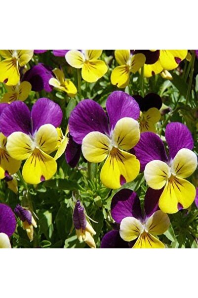 Tohum Dünyası 250 Adet Hercai Menekşe Tohumu- Kokulu 3 Renk Çiçekli