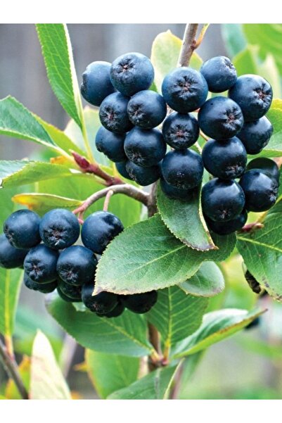 agrolidya Aronya Fidanı 80 Cm Boy