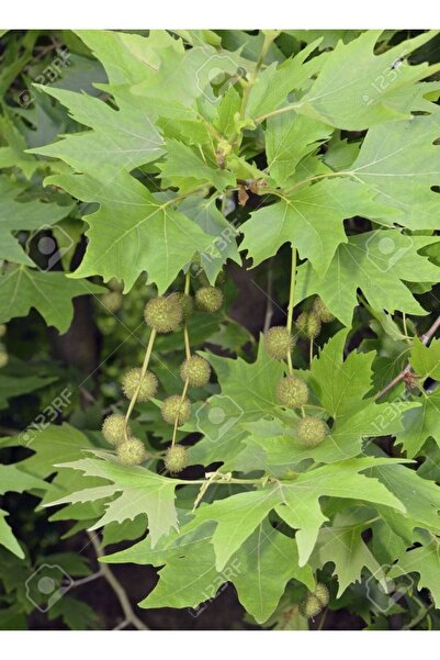 doğaşık 2 Adet Çınar Fidanı  60-100 cm Arası Tüplü Geniş Yapraklı Ağaç