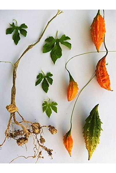 doğaşık 5 Adet Organik Kudret Narı Tohumu - Sağlık Için Doğal Mucize - Bahçe ...