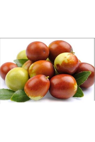 Doğan Fidancılık Hünnap Fidanı 2 Yaşında Tüplü Fidan