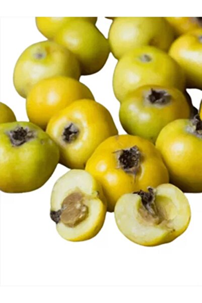 Doğan Fidancılık Sarı Alıç 4 Yaşında 100 - 130 Cm