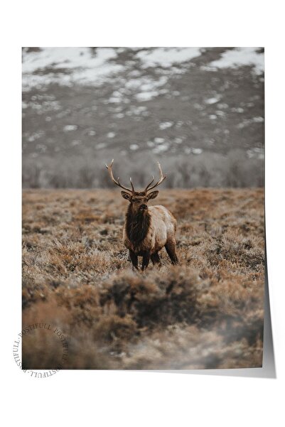 Postifull Poster rustic fără rame, pictură nordică maro, NR:51 Foto de vacă î...