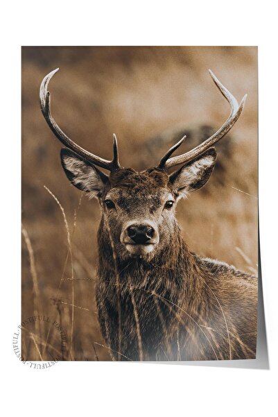 Postifull Rustic Çerçevesiz Poster, İskandinav Kahverengi Tablo, NO:24 Geyik ...