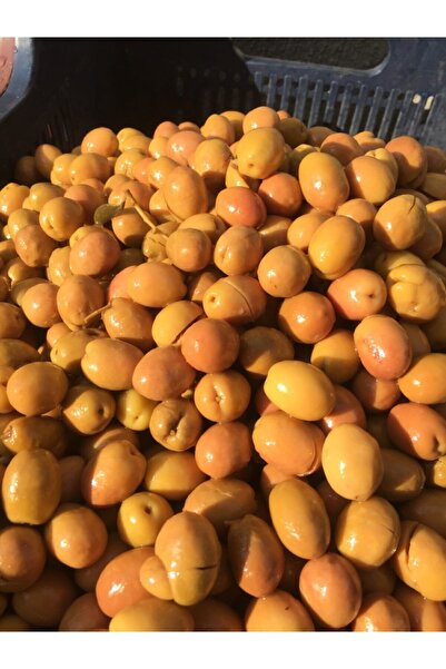 mut incisi zeytin & zeytinyağı Yeşil Kırma Zeytin 5 Lt Petlerde 30 Adet Topla...