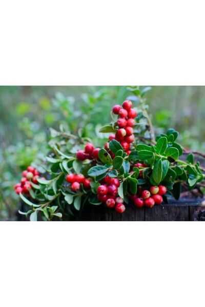 doğaşık 1 Adet "Dağ Muşmula Fidanı - Eşsiz Bahçe Bitkisi ve Meyve Ağacı" 1-2 yaş