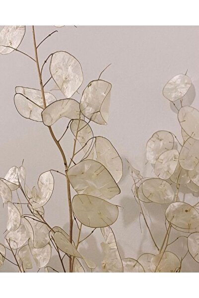 doğaşık 10 Adet Sedef Çiçeği Tohumu - Bahçenizde Zarif ve Renkli Çiçekler Yet...