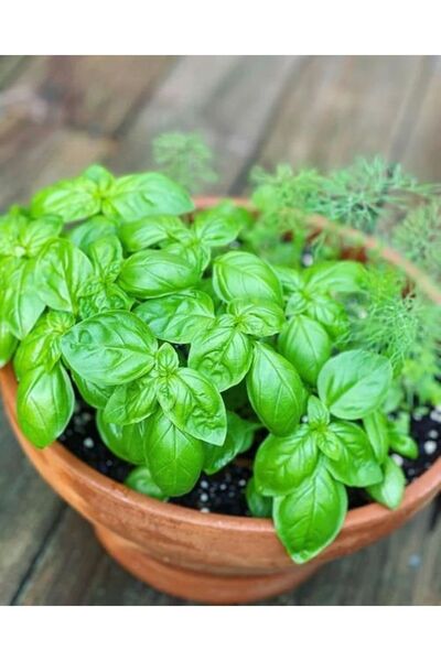 doğaşık Aromatik Limon Fesleğeni - 100 Adet Tohum