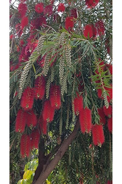 doğaşık 3 Adet Tüplü Sonbaharda Alev Alev Yanan Bir Güzellik: Kırmızı Fırça Çalısı Fidanı 60-80 Cm