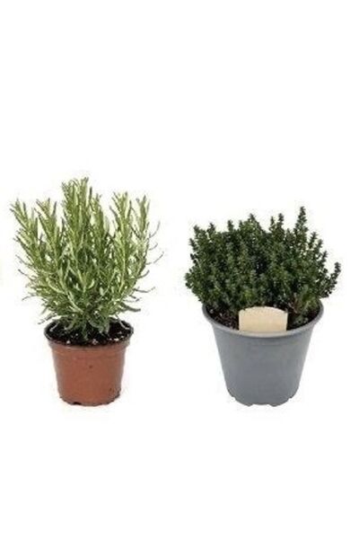 körfezgardens Göz Alıcı Ürün Kekik Ve Biberiye Saksılı 2li Set Aromatik Set