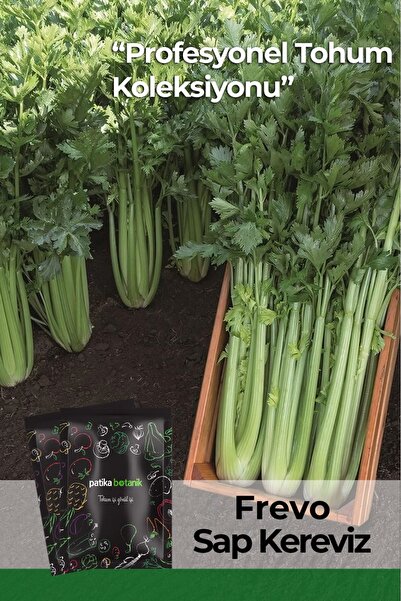 Patika Botanik 100 Adet Frevo Saplı Kereviz Tohumu