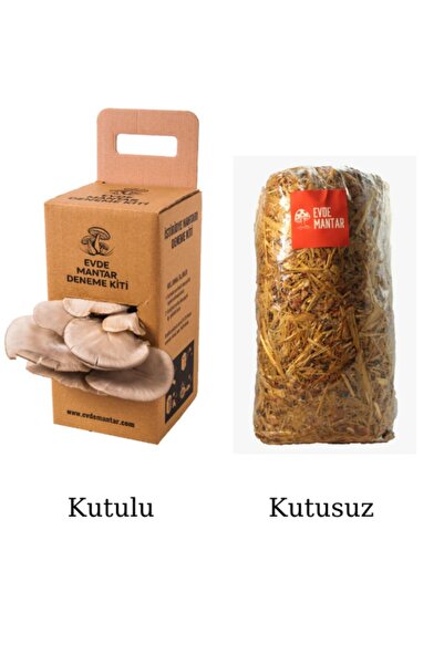 Evde Mantar Istiridye Mantarı Hobi Kiti Kutusuz Mantar Deneme Kiti Broşür Des...