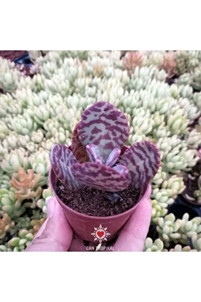 cantropikal Kalanchoe Humilis - Kırmızı Zebra - Sukulent