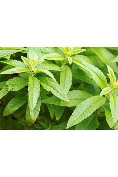 morlalem m Yoğun Limon Kokulu, Limon Otu Melisa Fidanı, Aloysia Triphylla, Pe...