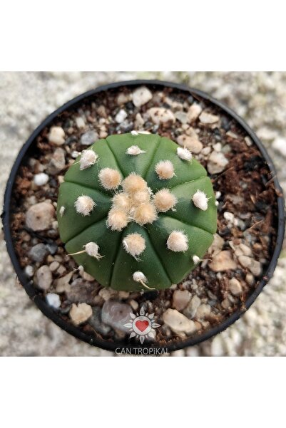 cantropikal Astrophytum Asterias Gonzales Nudum Mi No:9 Nadir Kaktüs Sukulent