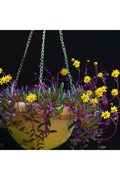 cantropikal Othonna Capensis, Sarı Çiçek Açan Sukulent Kaktüs