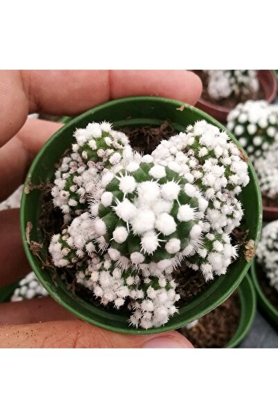 cantropikal Mammillaria Gracilis Cv Oruga Mini Kartopu Gibi - Kaktüs