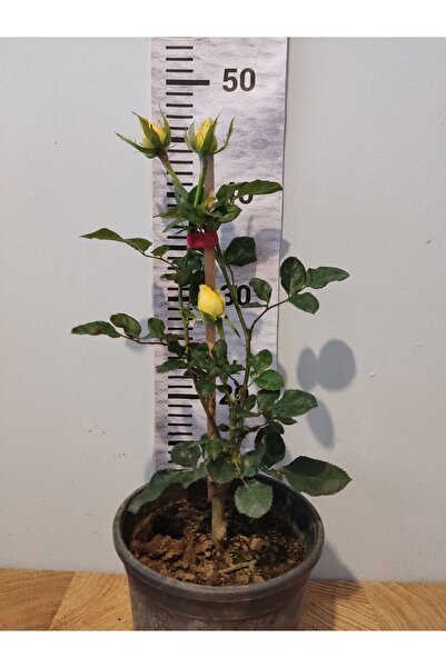 Zambak Yediveren Katmerli Gülü (Tea Rose, Rosa Hybrida)