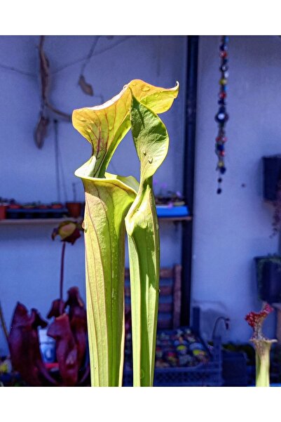 mobuflora Sarracenia Flava Cuprea Nadir Tür Koleksiyonluk Etobur Bitki