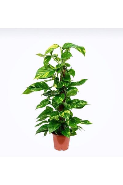 La Fleurla Pothos-salon Sarmaşığı Destek Çubuklu