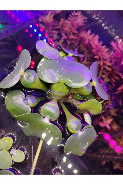aquvarium Eichhornia crassipes (Su Sümbülü) M Boy Canlı Akvaryum Bitkisi - AD...