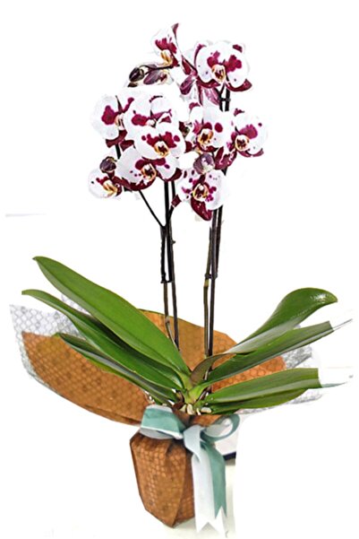 Genel Markalar Phalaenopsis Polka Dots Ithal Çift Dallı Orkide Çiçek Bitki