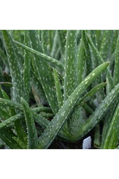torubahce Aloevera Bitkisi 25 Cm Doğal Krem Şifalı Bitki Sarısabır
