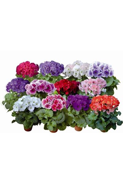 LOBELYA TOHUMCULUK 10 Adet Karışık Sardunya Çiçeği Fidanı Saksılı