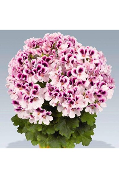 LOBELYA TOHUMCULUK Pembe-mor Renkli Sardunya Çiçek Fidanı Saksılı