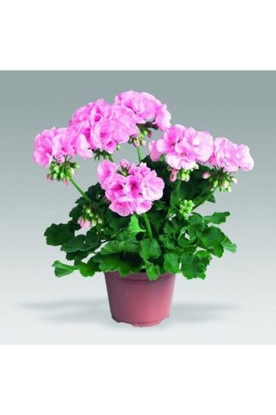 LOBELYA TOHUMCULUK Soft Renkli Sardunya Çiçeği Fidanı Saksılı